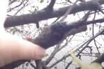 Обрезка деревьев: скрин с видео