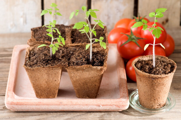 Чи не пропустіть цей термін: коли потрібно сіяти помідори на розсаду в березні. Що говорить місячний календар