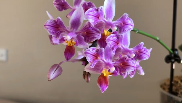 Как понять что орхидея погибает фото