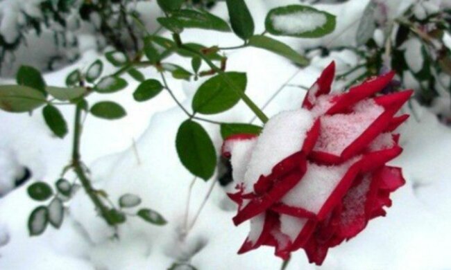 Снег, фото: скриншот You Tube