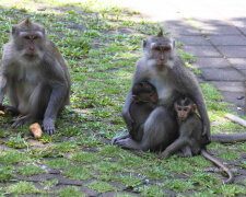 Мавпи, фото: скріншот
