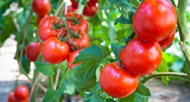 Цього року не викидайте бадилля від помідорів: як воно може стати в нагоді на городі