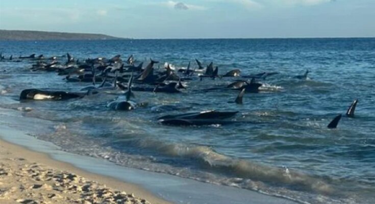 Это очень опасное знамение: киты начали сотнями выбрасываться на берег, такого еще не было
