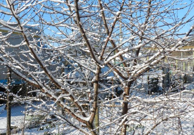 Сад взимку, дерева, зображення з вільних джерел
