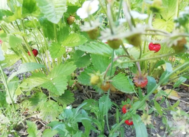 Земляника, изображение из свободных источников