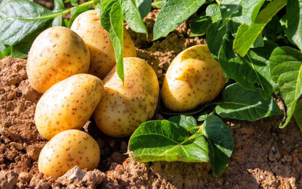 Щедрий урожай картоплі, фото: youtube.com