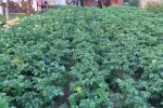 Картопля, город, кадр з відео