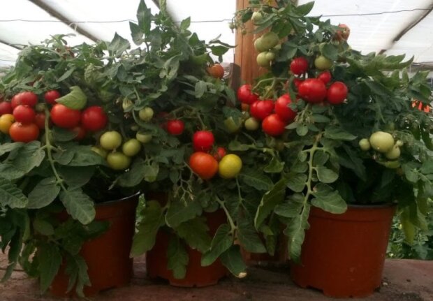 Сусід збирає одразу тазик: який урожай помідорів можна виростити на балконі