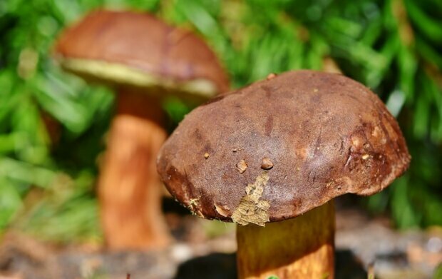 Лесные грибы. Фото: pixabay