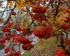 Горобина, кадр з відео