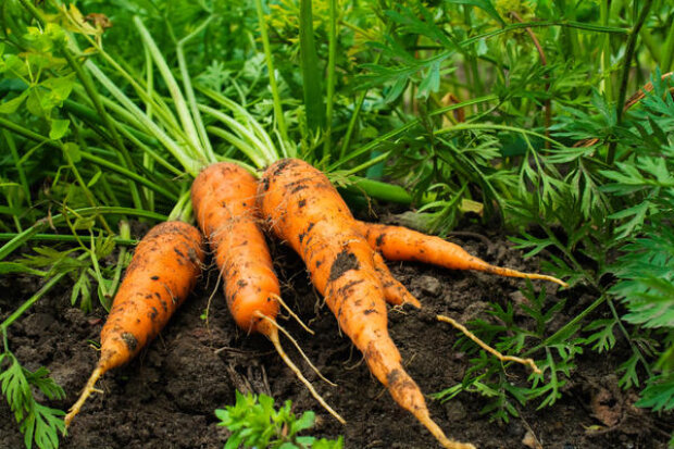 Вирощування моркви, фото: youtube.com