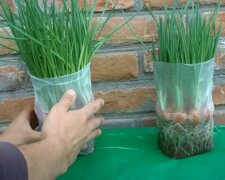 Вы будете собирать зеленый лук охапками: хитрость, которая поможет собрать шикарный урожай
