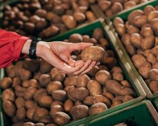 Не поспішайте зневірятися: як врятувати картоплю в льоху, якщо вона почала проростати або підгнивати