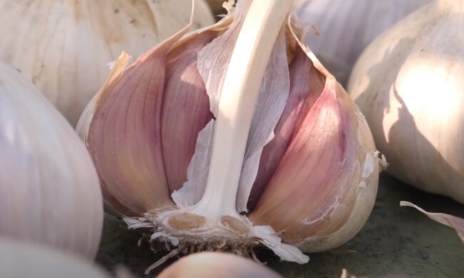 Урожай часнику