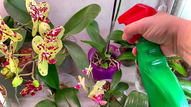 Цветы будут еще пышнее, чем раньше: как защитить орхидею от цветка, чтобы она еще лучше цвела