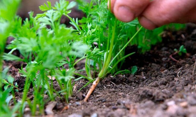 Розсада моркви, зображення з вільних джерел