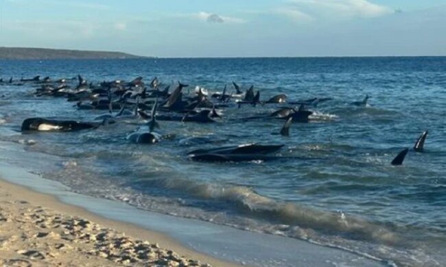 Це дуже небезпечний знак: кити почали сотнями викидатися на берег, такого ще не було