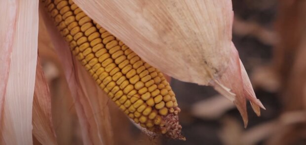 Урожай кукурузы: скрин с видео