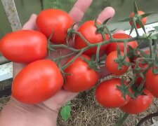Соседи будут завидовать: как вырастить урожай крупных помидоров. Хитрости
