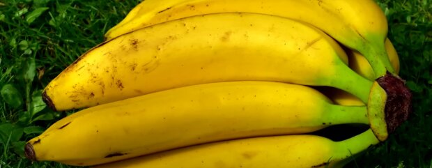 Результат багатьох дивує: як використовувати бананаву шкірку як добрива на городі