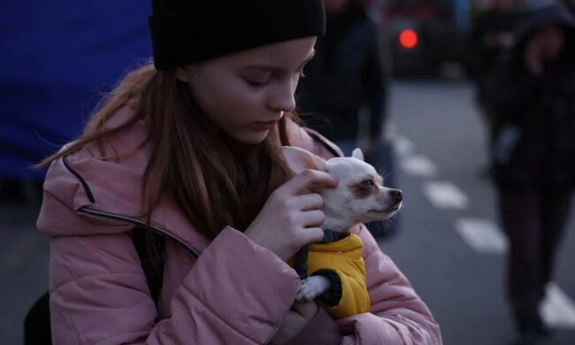 Это нужно знать: в Украине изменят правила по поводу пребывания животных в укрытиях