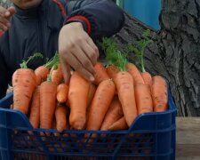Морковка. Фото: скриншот YouTubе