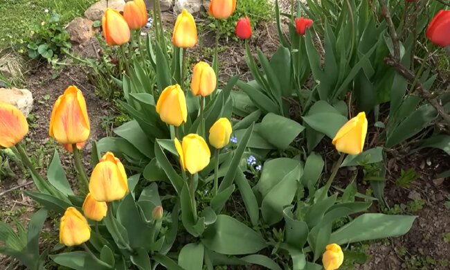 Тюльпани. Фото: YouTube