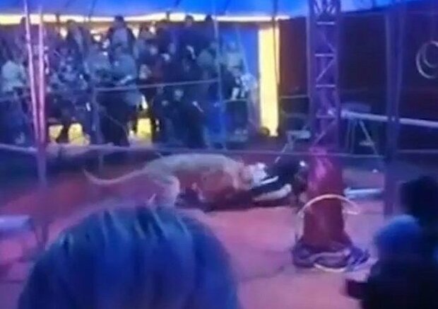 Діти ще довго будуть лікуватися у психологів: в РФ левиці напали на свого приборкувача просто під час виступу в цирку