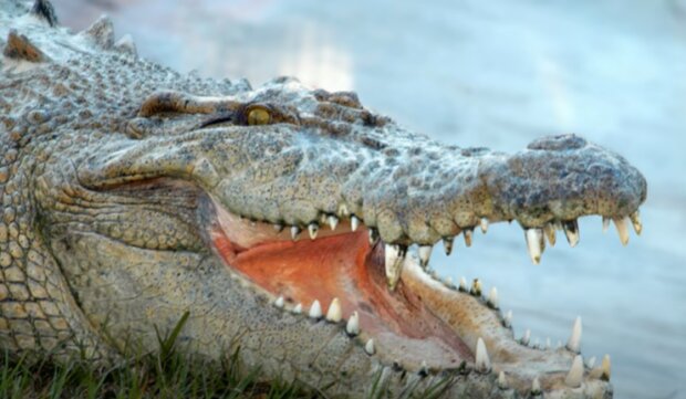 Крокодил, фото: youtube.com