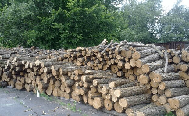 Чтобы не выбросить деньги на ветер: как правильно выбрать дрова для отопления дома