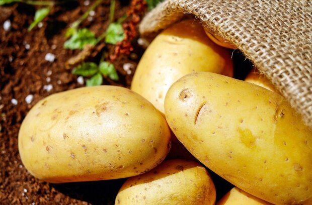 Имейте это ввиду: можно ли есть картошку, на которой начали появляться гнилые пятна