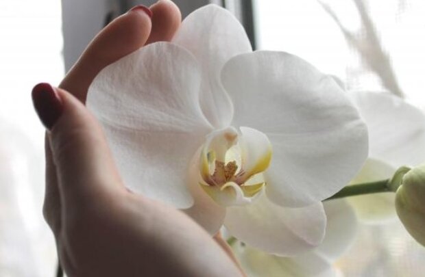 Квіти будуть великими і пишними: кілька секретів догляду за орхідеями. Багато хто цього не знав