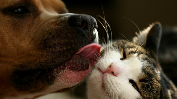 Кіт і пес, фото: скріншот