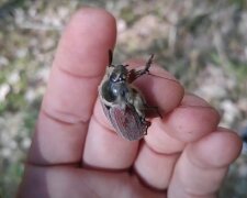 Хрущ