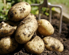 Дедовские секреты: как сделать, чтобы картошка не проростала и хорошо хранилась
