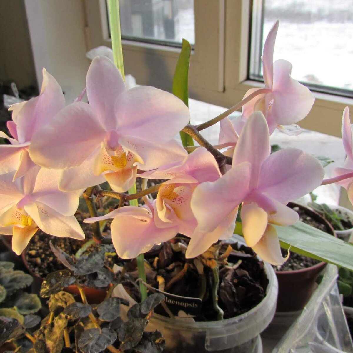 Цветение орхидеи фаленопсис