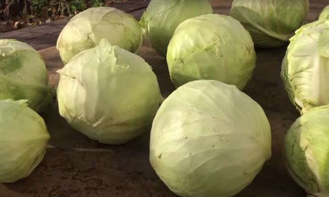 Від молодої ви її не відрізните: як правильно зберігати капусту взимку, щоб вона не псувалася