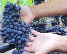 Урожай винограда, фото: youtube.com