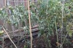 Пропал урожай: скрин с видео