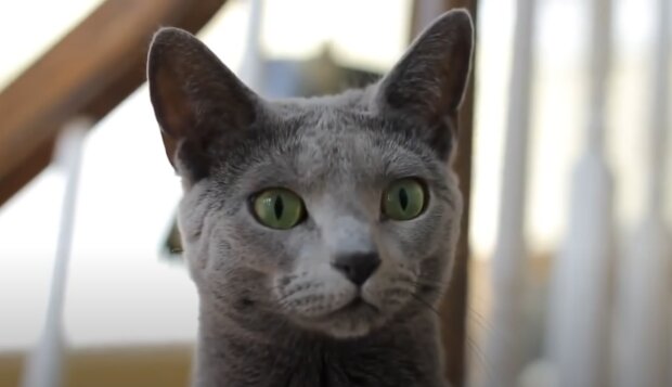 Кот. Скриншот с видео на Youtube