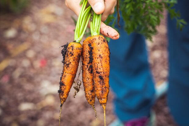 Морковь с грядки, фото: youtube.com