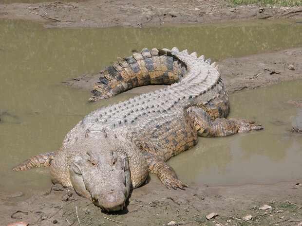 Крокодил, фото: скриншот