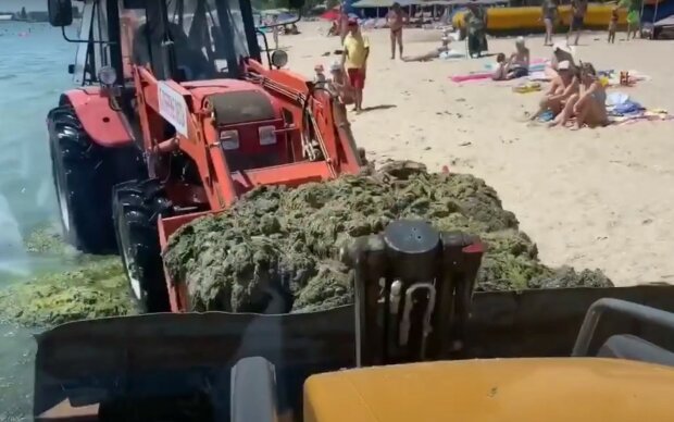Очищення пляжу від водоростей. Фото: скріншот YouTube-відео