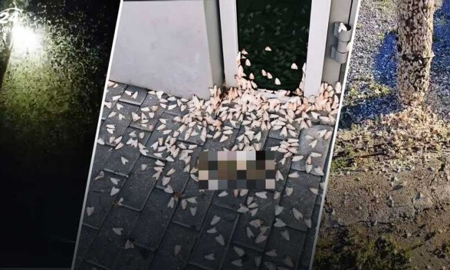 Это кара небесная: в России началось нашествие бабочек и гусениц. Поля уничтожаются на глазах