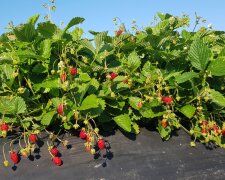 Суниця, зображення з вільних джерел