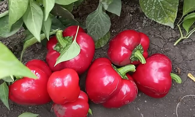 Урожай перца, фото: youtube.com