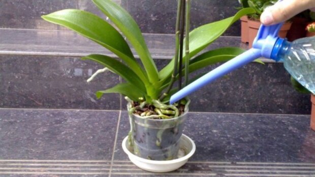 Когда и как поливать орхидею