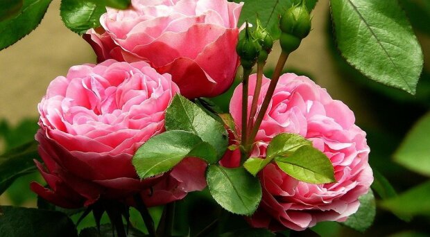 Вони вас здивують красою: що зробити, щоби троянди на ділянці пишно цвіли все літо