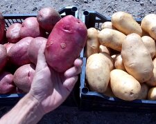 Картошка. Фото: YouTube