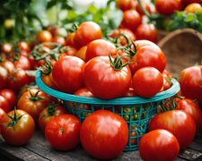 Вистачить і на томатний сік, і на салати, і на консервацію: названо найкращі сорти помідорів, які можна посадити у 2024 році.